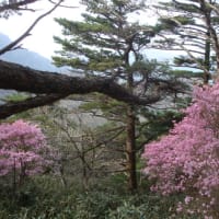 愛媛県　岩黒山　５月１７日