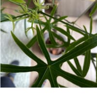 ブラキキトン 新芽3日目