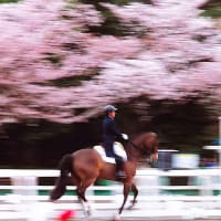 桜とお馬さん🐴
