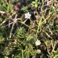 この時期に花盛りでビックリ！！