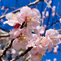 早咲き桜！