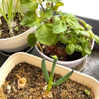 小さなベランダ菜園