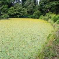 善福寺公園のアサザ
