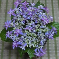 八重のがく紫陽花（歌合せ）
