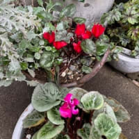 春の花だったんですね～