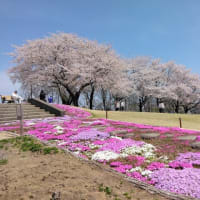 「ふじの咲く丘」の桜