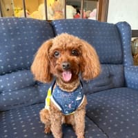 お友達です、トイプードルですが