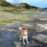 GW穴場のキャンプ地「黒崎の鼻」の様子は？