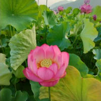 ★蓮の花。