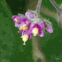 ヤブムラサキの花 