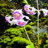 イワタバコ真っ盛りです！
