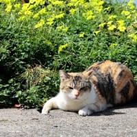 九州F島の猫たち　2025年4月　その4