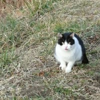 猫の挨拶