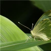 蝶々です。