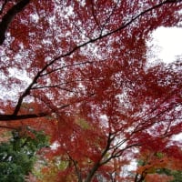 井の頭公園の紅葉【平日遠足】