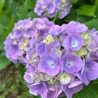 紫陽花を見てきた