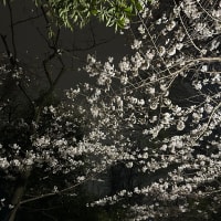 あまり桜を楽しめなかった関西紀行（2024年3月～4月）（Day-2-6 ）（7）