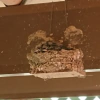 飛ぶ気  まんまん