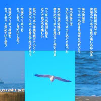 ウミネコの夏