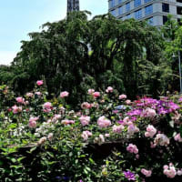 バラ　４（山下公園）
