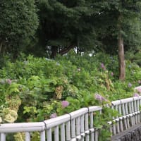 大塚性海寺歴史公園稲沢あじさいまつり-2
