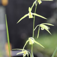 寒蘭　ズポ抜け「青々01216(青斗)」
