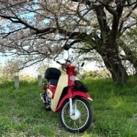 今年の桜とバイクはカブ菌連れで♪