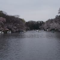 井の頭公園＾＾。