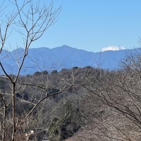 モンキチョウを初見（1月30日）