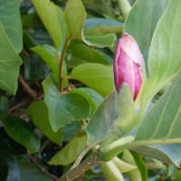 　猛暑日　収獲5種類　草刈り続き　モクレン今年も
