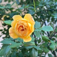 バラと過ごす