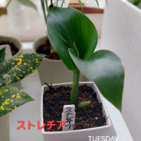 ダイソーの観葉植物100円　ストレリチアを育てる