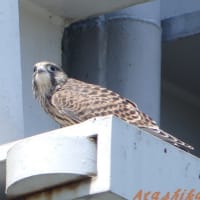 「チョウゲンボウ」②