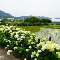 「開成町あじさいまつり2025」が開催されている！！主役は？