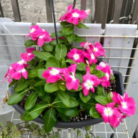 真夏シフトへ