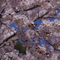 満開の桜　2024.4.5