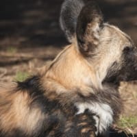 僕の横顔はイケてる？