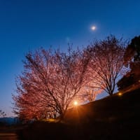 蜂須賀桜とお月様