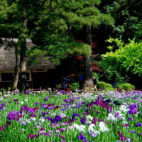 花菖蒲