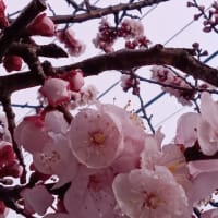 春です、杏子の花も！