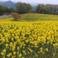 今年の三ノ倉高原、GW中の菜の花畑は穴場かもしれない。