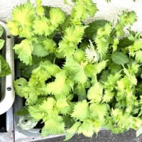 6月27日(金）
