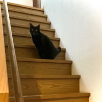 階段で待つトノ