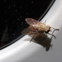 フライフィッシャーの独り言