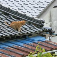 5月17日（土）茶トラ君健在で良かった