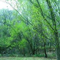 真駒内公園のカタクリ咲いた