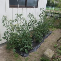 菜園の今