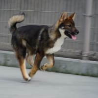 四国犬の子犬！新しい飼い主さん募集中！令和7年2月20日生！