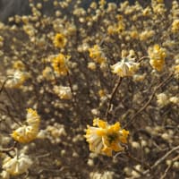 みつまた開花
