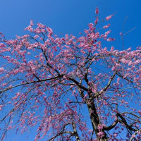 千本のしだれ桜が咲く高見の郷へ（第3章）